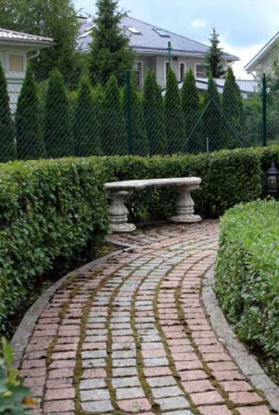 Storbladet-Liguster-ALG HAAG