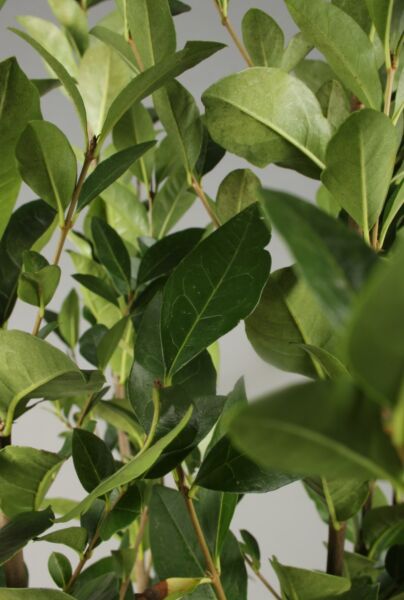 Storbladet-Liguster-ALG INZ