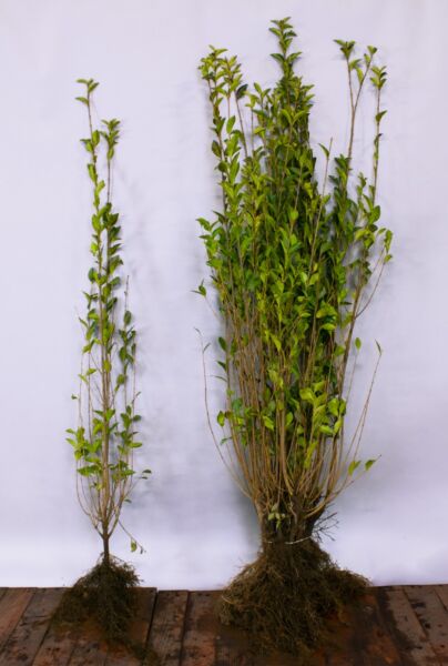 Storbladet-Liguster-Barrods-125-150