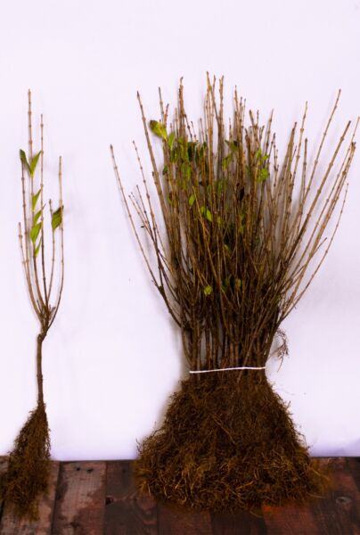 Storbladet-Liguster-Barrods-40-60