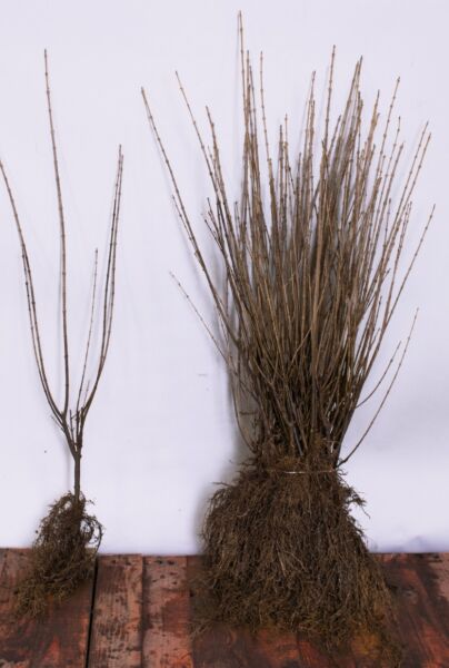 Storbladet-Liguster-Barrods-60-80