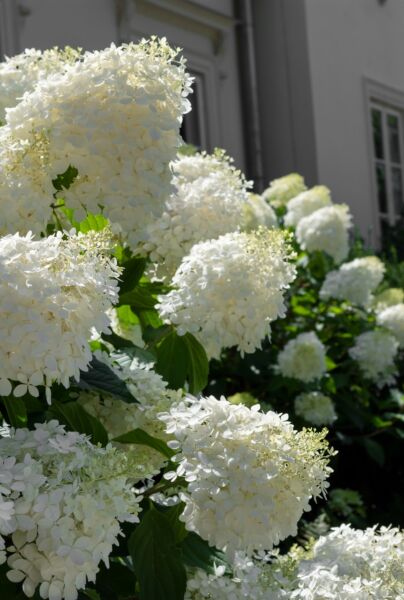 Syrenhortensia-Hvid-ALG HAAG