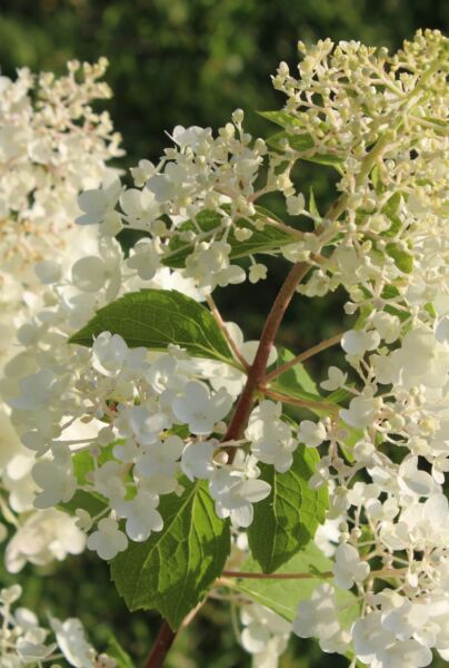 Syrenhortensia-Hvid-ALG INZ