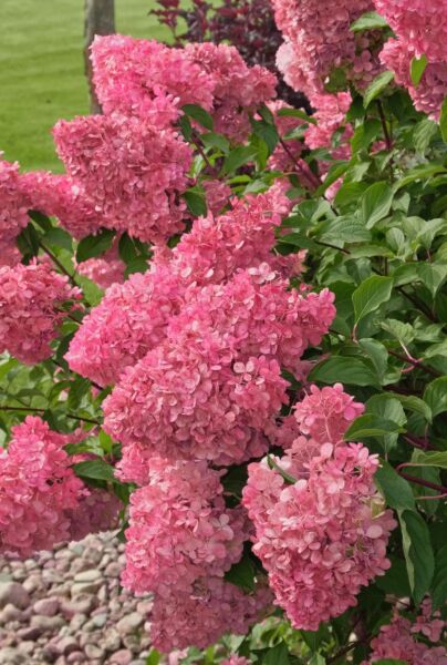 Syrenhortensia-Rod-ALG INZ