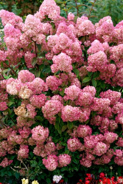 Syrenhortensia-Rosa-ALG HAAG