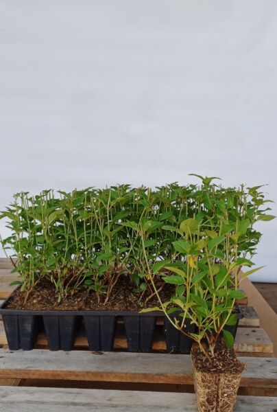 Syrenhortensia-Rosa-Klump-25-30