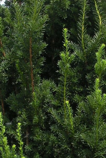 Taks-Media-Hilli-ALG INZ