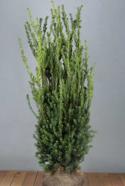 Taks-Media-Hilli-Klump-125-150