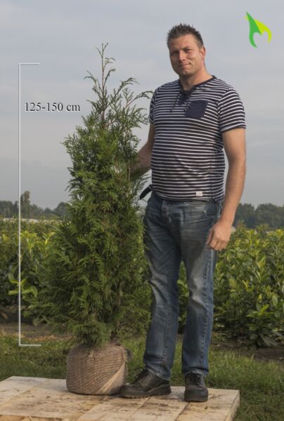 Thuja-Atrovirens-Klump-125-150