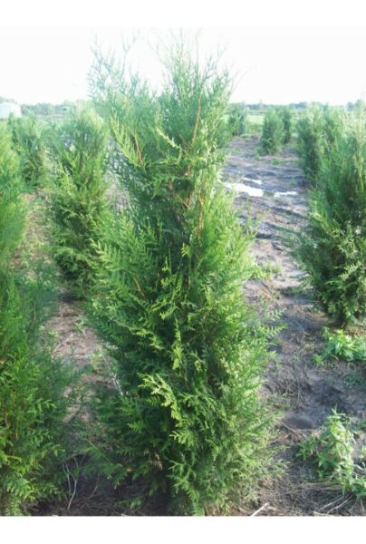 Thuja-Atrovirens-Klump-200-225