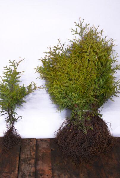 Thuja-Brabant-Barrods-30-40