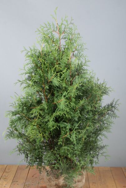 Thuja-Brabant-Klump-100-125