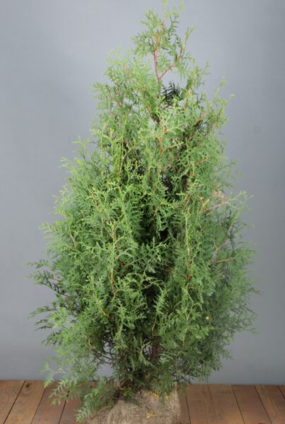 Thuja-Brabant-Klump-125-150