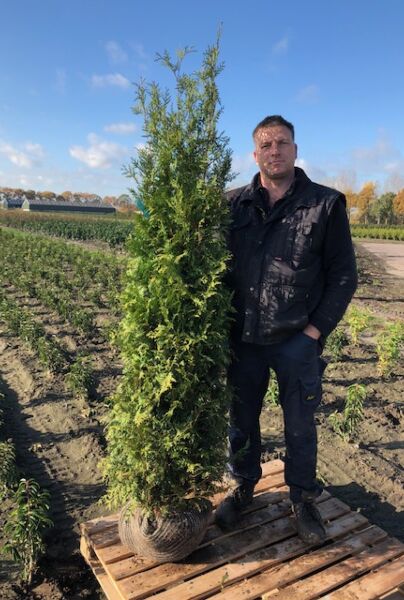 Thuja-Brabant-Klump-175-200