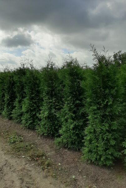 Thuja-Brabant-Klump-225-250