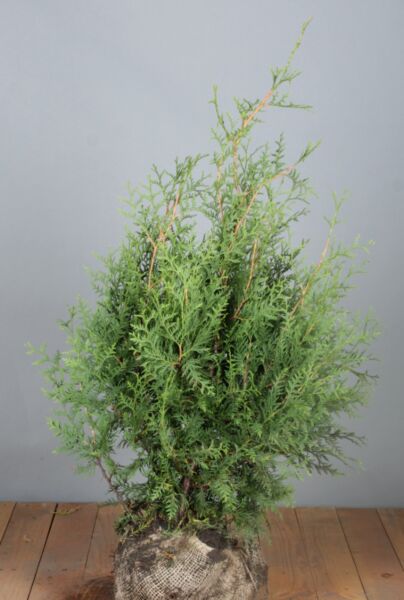 Thuja-Brabant-Klump-80-100