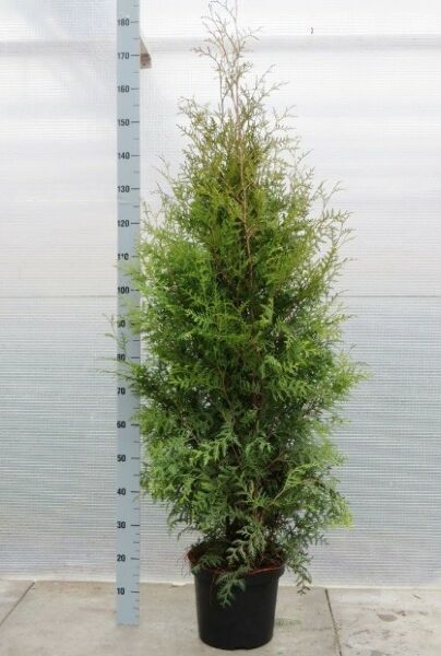 Thuja-Brabant-Potte-125-150
