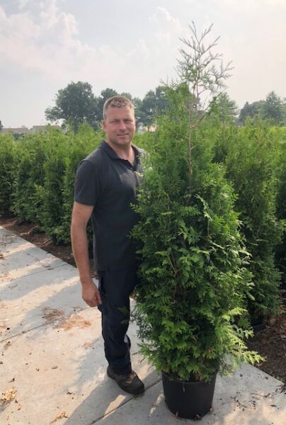 Thuja-Brabant-Potte-150-175