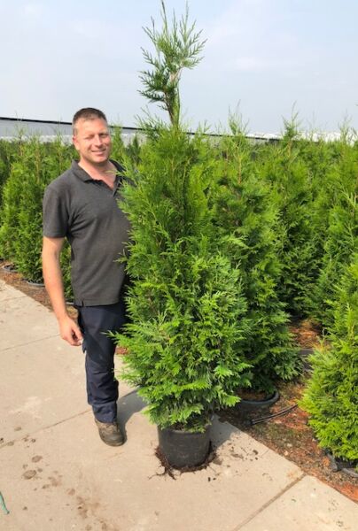 Thuja-Brabant-Potte-175-200