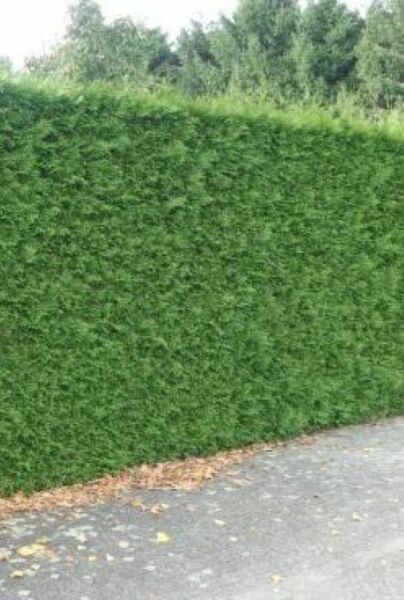 Thuja-Excelsa-ALG HAAG