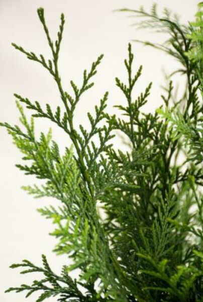 Thuja-Excelsa-ALG INZ