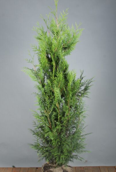 Thuja-Excelsa-Klump-150-175