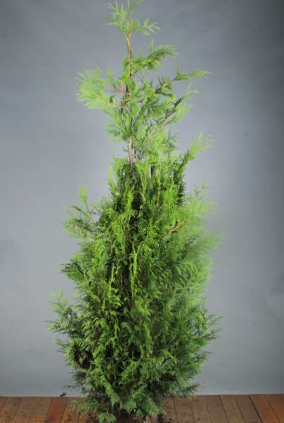 Thuja-Excelsa-Klump-175-200
