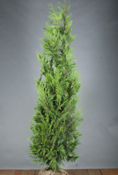 Thuja-Excelsa-Klump-200-225