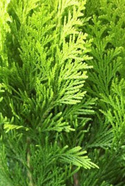Thuja-Martin-ALG INZ