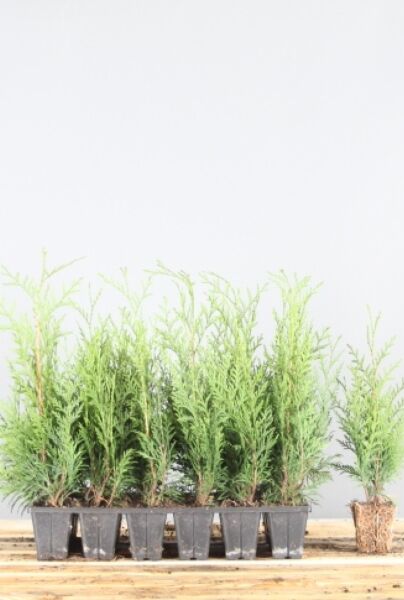Thuja-Martin-Klump-25-30