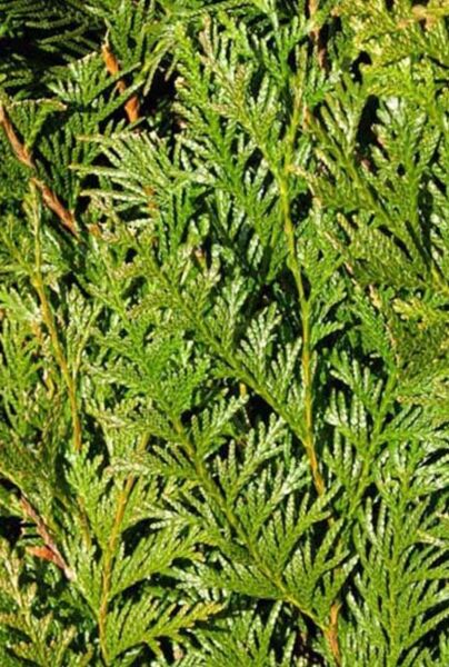 Riesenlebensbaum 'Atrovirens' (Thuja plicata 'Atrovirens')
