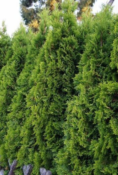 Thuja-Smaragd-ALG HAAG