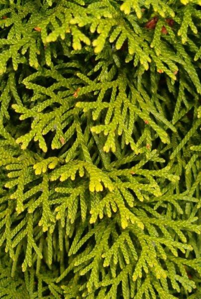 Thuja-Smaragd-ALG INZ