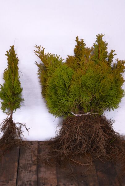 Thuja-Smaragd-Barrods-30-40