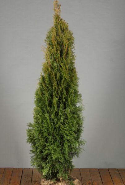 Thuja-Smaragd-Klump-125-150