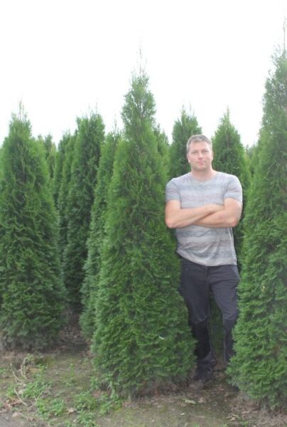 Thuja-Smaragd-Klump-200-225