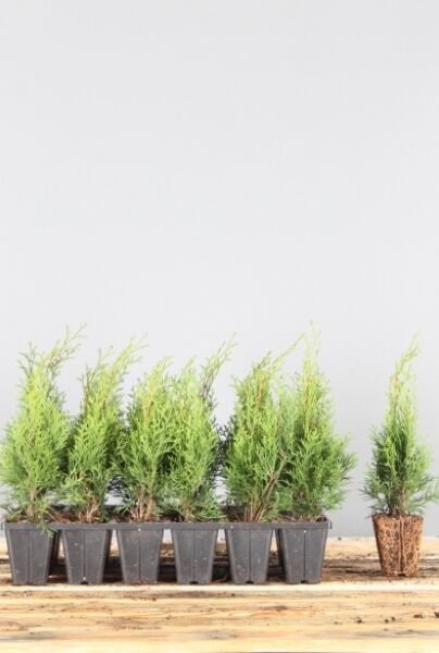 Thuja-Smaragd-Klump-25-30