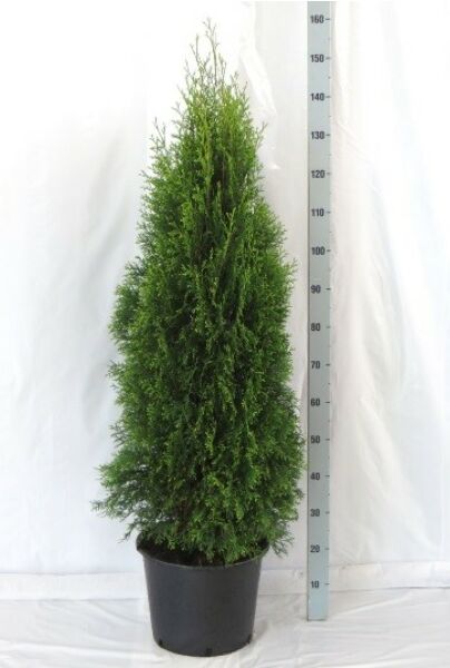 Thuja-Smaragd-Potte-125-150
