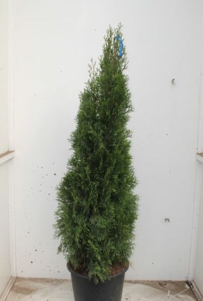 Thuja-Smaragd-Potte-150-175