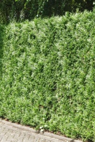 Riesenlebensbaum Atrovirens - Hecke kaufen - Thuja plicata Atrovirens