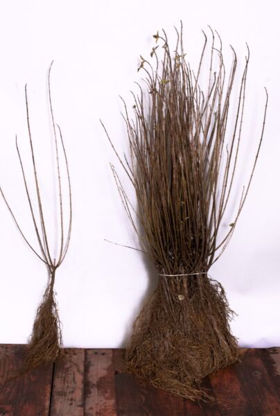 Vintergrøn-Liguster-Atrovirens-Barrods-40-60