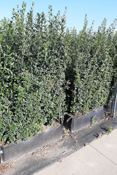 Vintergrøn-Liguster-Atrovirens-Færdighæk-160-170