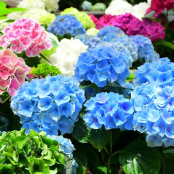 Bondehortensia