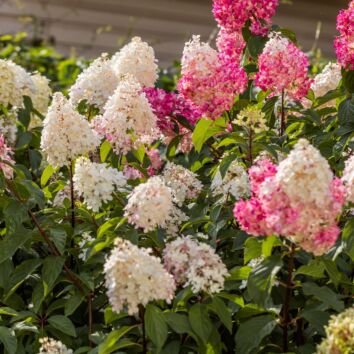 Syrenhortensia