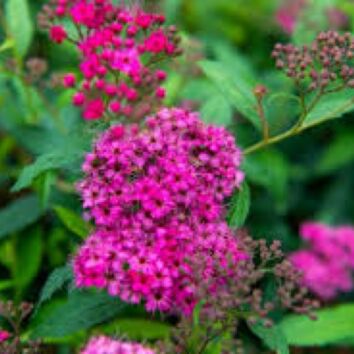 Sommerspirea Anthony Waterer