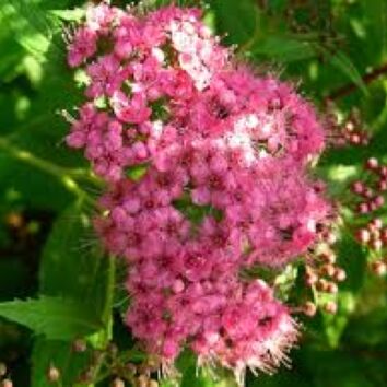 Sommerspirea Genpei
