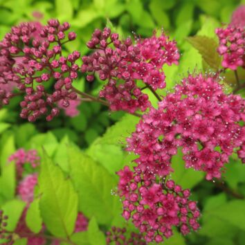 Sommerspirea Goldflame’