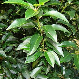 Portugiesischer Kirschlorbeer (Prunus lusitanica Angustifolia)