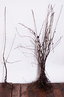 Almindelig hvidtjørn barrods 100-125 cm Barrods