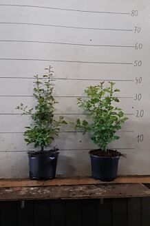 Almindelig hvidtjørn potte 40-60 cm Potte